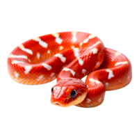 Vibrant Red and White Snake Displaying Captivating Patterns png
