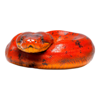 Vibrant Red Snake Resting on a Surface with Glossy Texture png