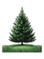 Lush Green Pine Tree Surrounded by Vibrant Grass png