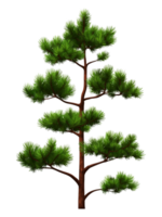 Realistic Illustration of a Green Pine Tree with Branches and Needles png