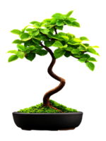 Elegant Bonsai Tree with Lush Green Leaves in Black Pot png