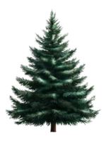 Lush Green Pine Tree with Realistic Branches and Needles png