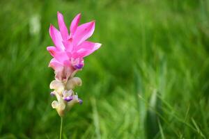 A pink flower is standing in the grass photo