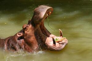 A hippo is in the water with its mouth open photo
