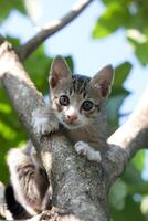 A kitten is sitting in a tree photo