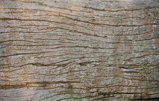 A close up of a tree trunk with a wood texture photo