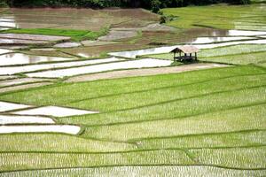 A view of a rice field with a hut in the middle photo