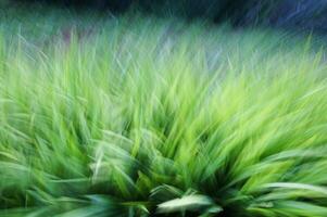 A blurry image of grass in the grass photo