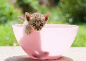 A kitten is sitting in a pink bowl photo