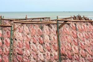 A row of fish drying on a rack photo