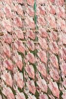 A large pile of dried fish on a green field photo