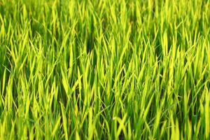 A close up of a green field of grass photo