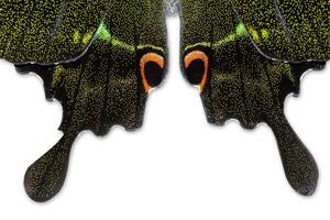 A butterfly with black wings and orange eyes photo