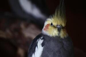 Portrait of a male cockatiel with dark background photo