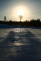 Backlit image of tree with reflections on frozen ground photo