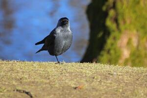 Western jackdaw Corvus monedula standing on single leg photo