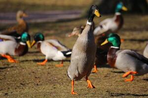 Curious mallard standing tall in a flock photo
