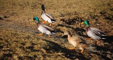 Several mallards in a hurry running upwards photo