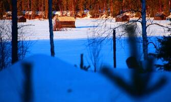 Conceptual shot of nature reserve Svansele Dammanger Svansele water-meadows in winter evening with strong color contrast photo