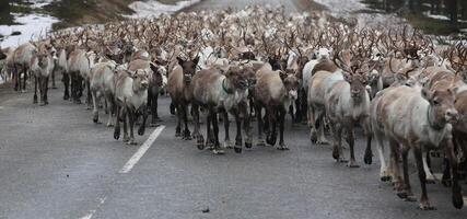 Large herd of reindeer on the street in Scandinavia photo