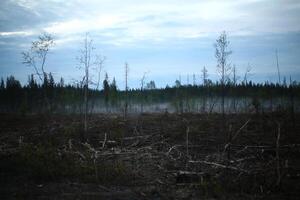 Evening shot of cleared forest with leftover wood photo