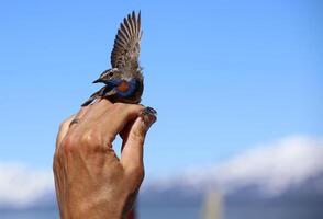 Luscinia svecica, the Red-spotted Bluethroat, held in hand photo