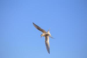In-flight shot of the Sterna paradisaea, the arctic tern photo