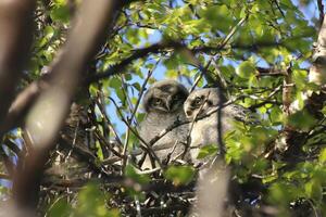 Two Northern Hawk-Owls Surnia ulula sitting in nest photo