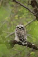 Young and still flightless Northern Hawk-Owl Surnia ulula photo