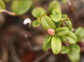 Flower buds of Vaccinium vitis-idaea, the lingonberry photo