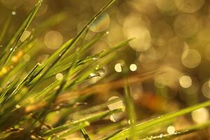 Morning dew on grass blades in warm sunlight photo