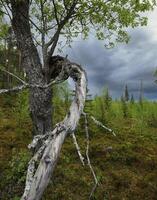 Gnarled willow and dark clouds in Brannberget Naturreservat in Northern Sweden photo