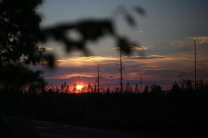 Colorful sunset with black blurred branches in foreground photo