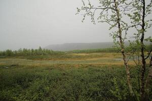 Bog at Nikkaluokta in Sweden on a rainy day photo