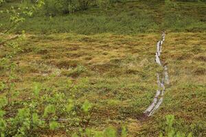 Bog with lath path at Nikkaluokta in Sweden on a rainy day photo