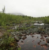 Bog at Nikkaluokta in Sweden on a rainy day photo