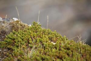Empetrum nigrum, the crowberry, with defocused background photo