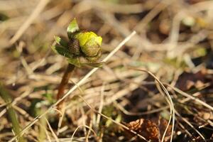 Ranunculus nivalis, the Snow buttercup, with bud photo
