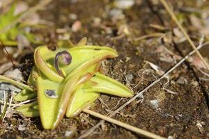 Early bud of Pinguicula vulgaris, the Common butterwort photo
