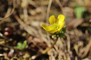 Ranunculus nivalis, the Snow buttercup, with flower photo