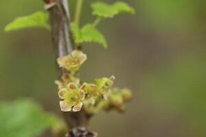Ribes spicatum, a species of currants, with flowers photo