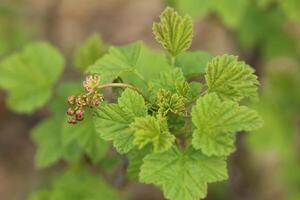 Ribes spicatum, a species of currants, with flowers photo