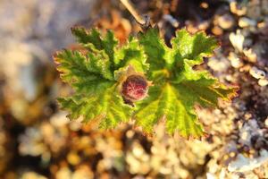 Rubus chamaemorus, common names include cloudberry and bakeapple photo
