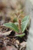 Salix reticulata, the net-leaved willow, with flower photo