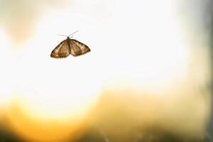 Backlit image of Nola karelica, a tuft moth photo