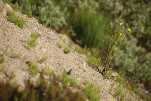 Conceptual diagonal shot of Hieracium maculatum, the spotted hawkweed photo