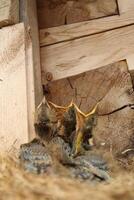 Four young chicks of Eurasian Jay Garrulus glandarius photo