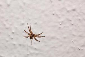 A wolf spider species sitting on woodchip wallpaper photo