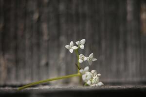 Tiny blossoms of Galium palustre common marsh bedstraw in unusual lighting photo