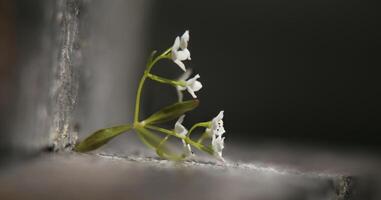 Tiny blossoms of Galium palustre common marsh bedstraw in unusual lighting photo